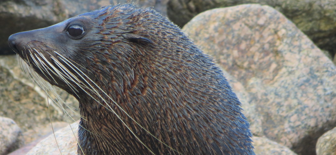 seal on the Heaphy Track, Kahurangi National Park