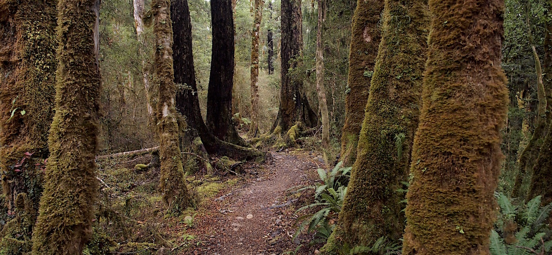 Moss covered beech trees in the Mokihinui River valley. | Old Ghost Road, Mokihinui Forks Ecological Area