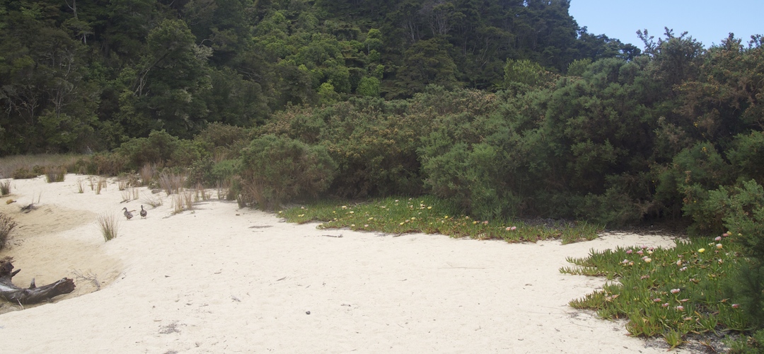 Appletree Bay campsite, Coastal Track, Abel Tasman National Park