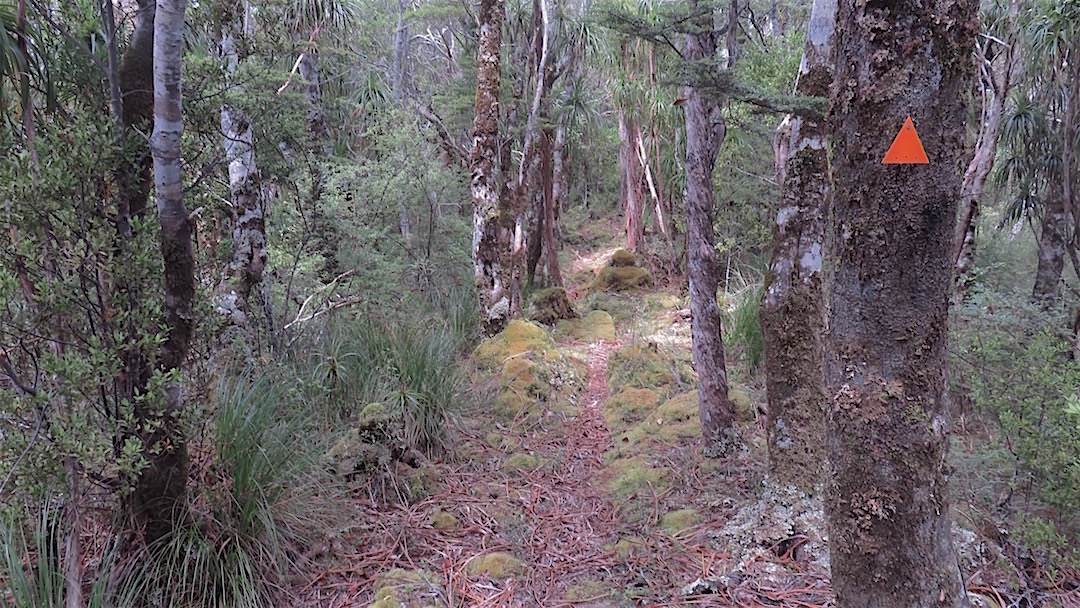 Some great ridge track before meeting the Matiri River. | Matiri Ridge route, Kahurangi National Park