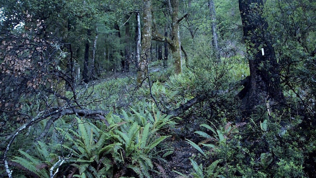 The abandoned track from Roebuck Hut up to Conical Knob. | Mt Fell, Easter 2016 