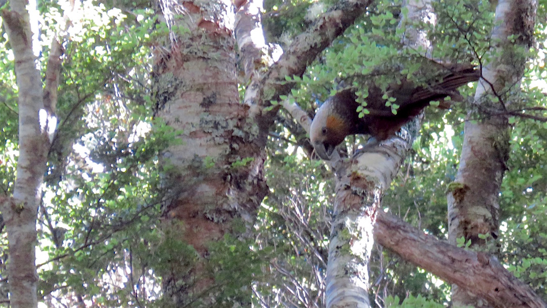 One of the two kaka which put in an appearance in the morning.  | Dragons Teeth, Kahurangi National Park