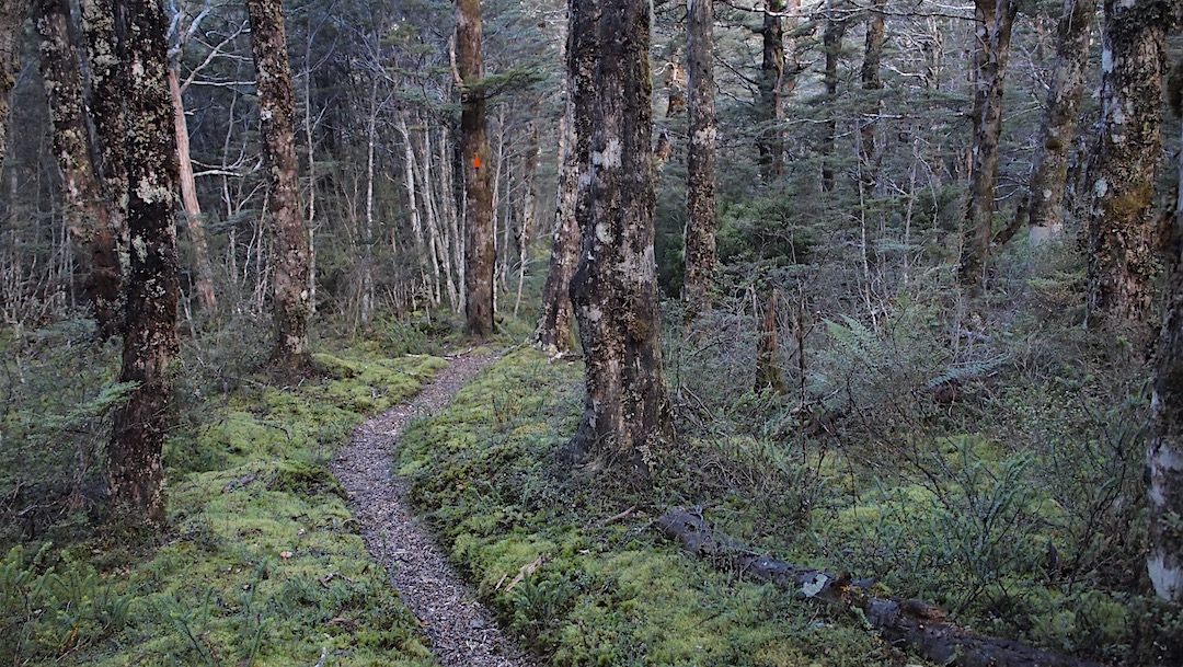 Some beaut moss and mountain beech forest on the way up to Cupola Hut. | Day 2, Nelson Lakes National Park