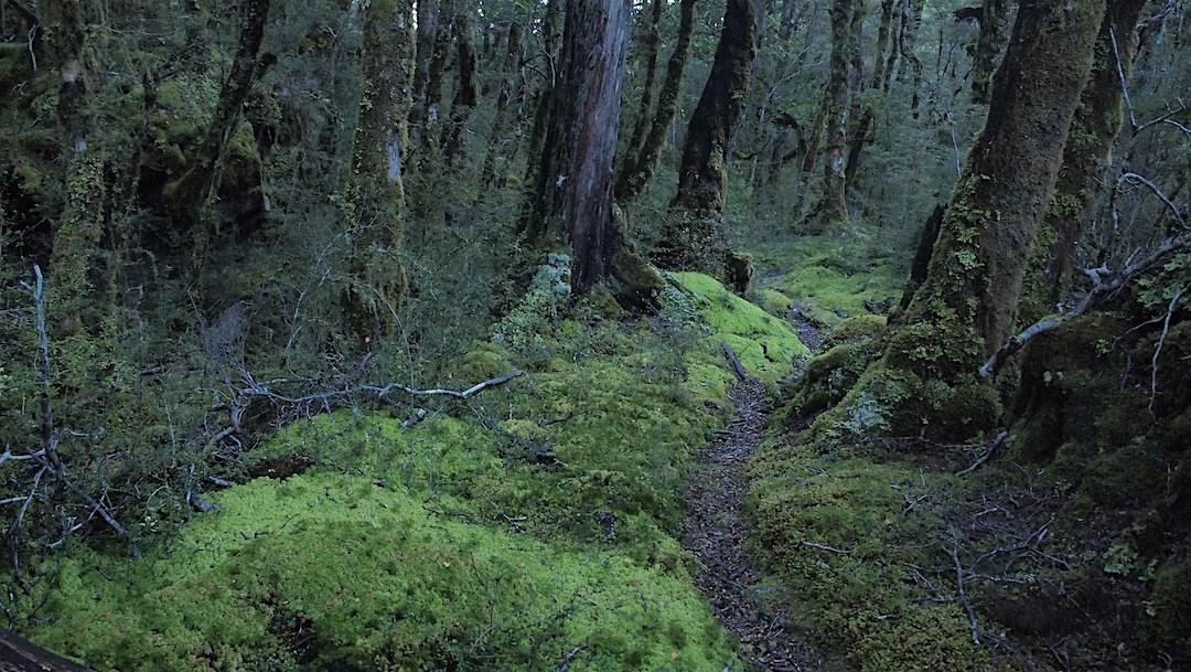 Moss in the D'Urville River valley forest. | Day 6, Nelson Lakes National Park