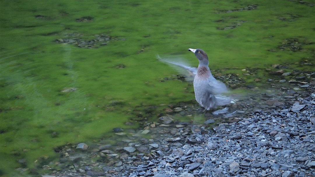 Blue duck/whio on the green and grey part of Blue Lake, Nelson Lakes National Park