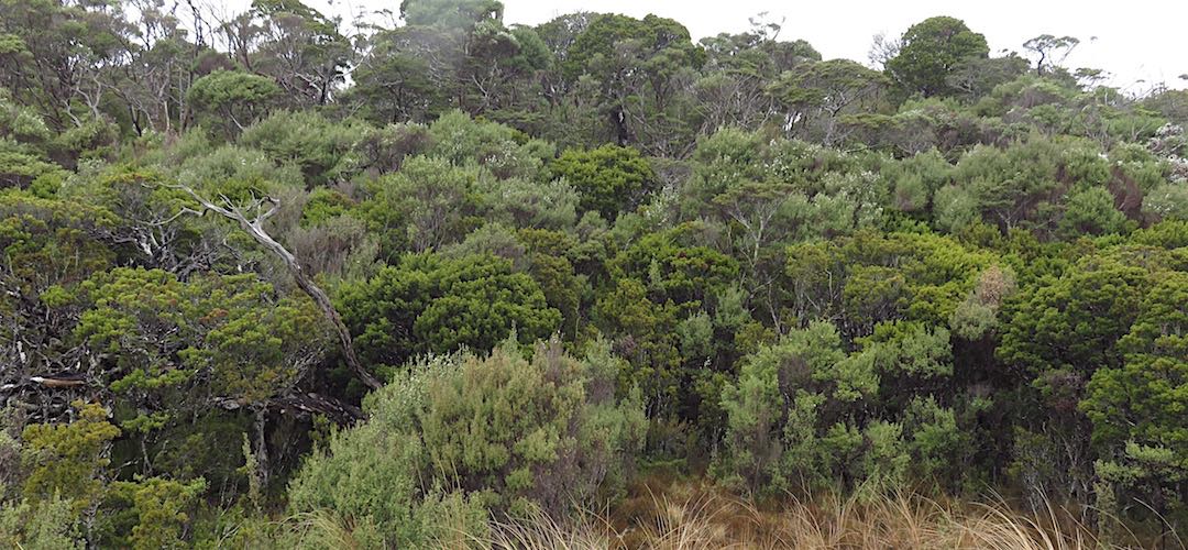 What it's like for a good 5 km. Not easy to get through that. | Ministry of Works Historic Hut route, Kahurangi National Park