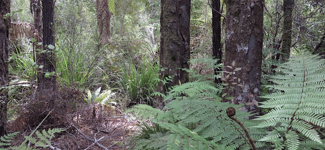 The lower level are more like this, with cutty grass between the trees. | Ministry of Works Historic Hut route, Kahurangi National Park