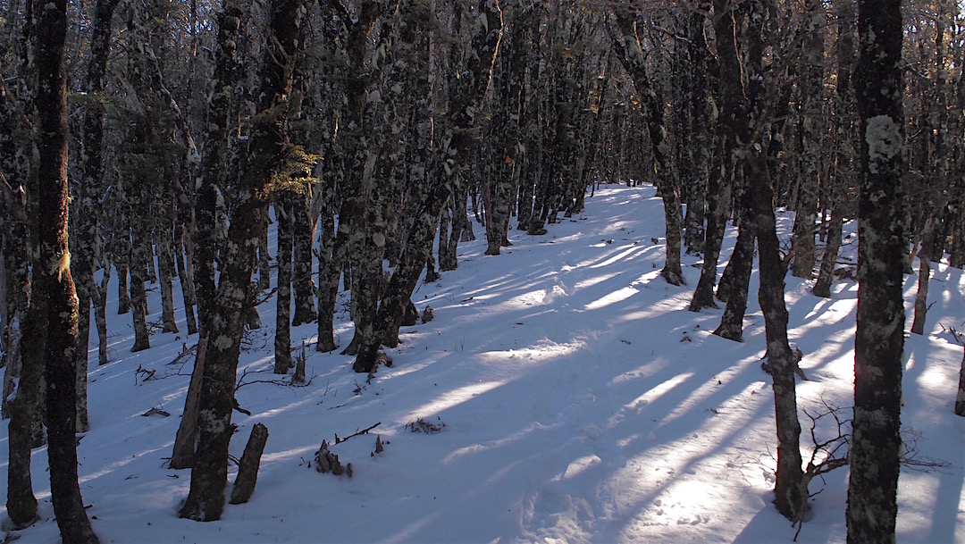 Day 4. Dappled sunlight on the way to Slaty Peak Hut. | winter trip, Alpine Route, Mt Richmond Forest Park