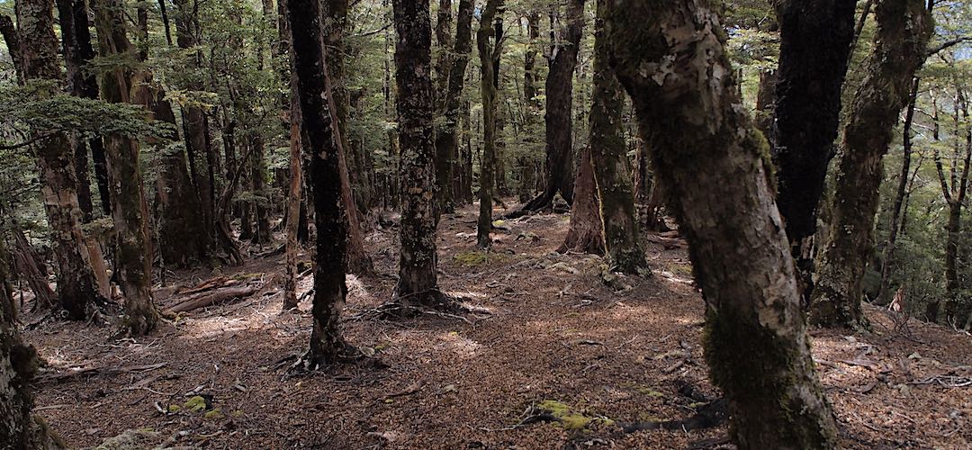 Heading down from Mt Baldy. | Near the Wakamarina Track, Mt Richmond Forest Park