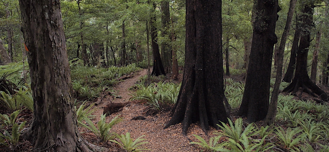 Huge red beech trees with some crown fern understory. Wakamarina Track, Mt Richmond Forest Park