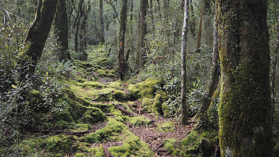 Forest on the way up to Frew Saddle. |  Frew/Toaroha Saddles, Westland