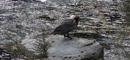 Solitary blue duck/whio on Toaroha River. |  Frew/Toaroha Saddles, Westland
