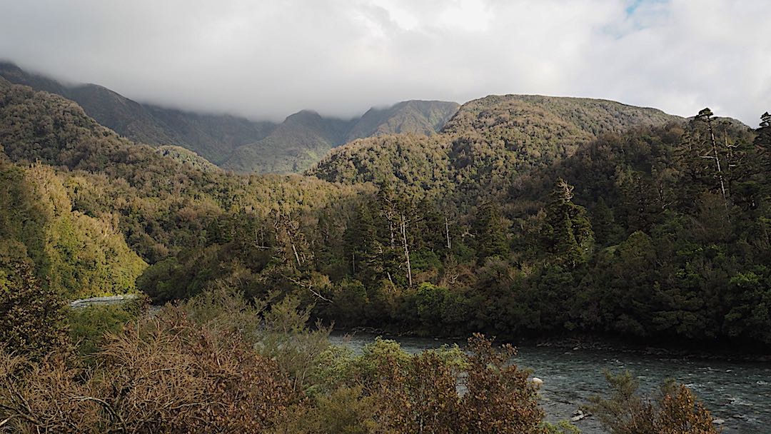 Cedars with Keats Ridge in behind. Near Cedar Flats Huts. |  Frew/Toaroha Saddles, Westland