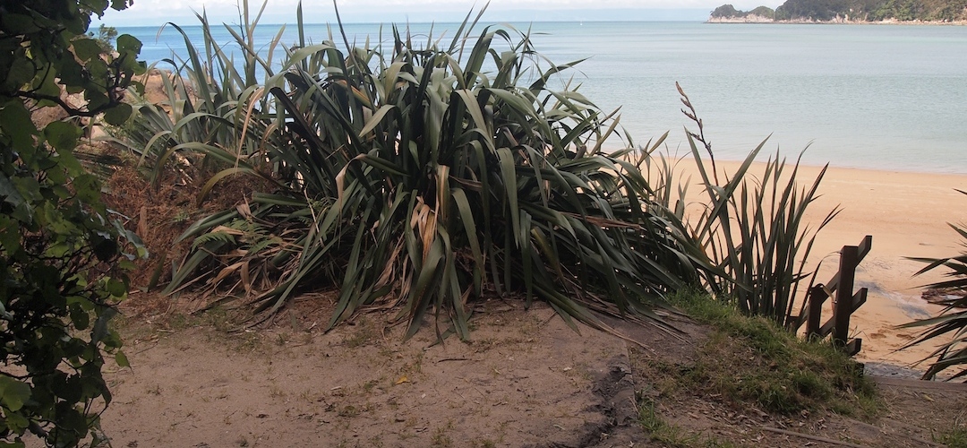 Watering Cove campsite, Coastal Track, Abel Tasman National Park