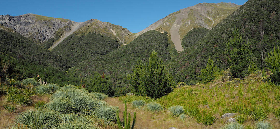 That's Severn Saddle, 1585 m, in the centre, and the ridge up. | Kaikoura to Boyle Village