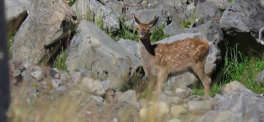 Somehow the hunters missed this red deer fawn yesterday. | Kaikoura to Boyle Village