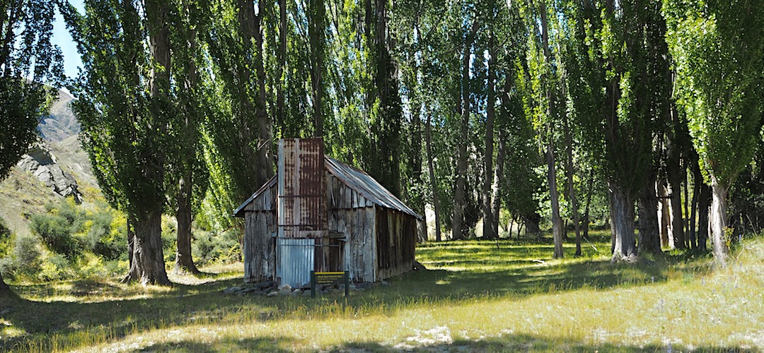 The hut is surrounded by Lombardy poplars. | Black Spur Hut, Seymour Stream