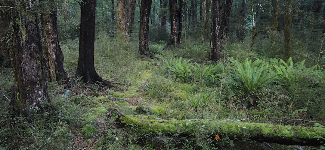 Red beech forest near Lake Christabel Hut. Neat.