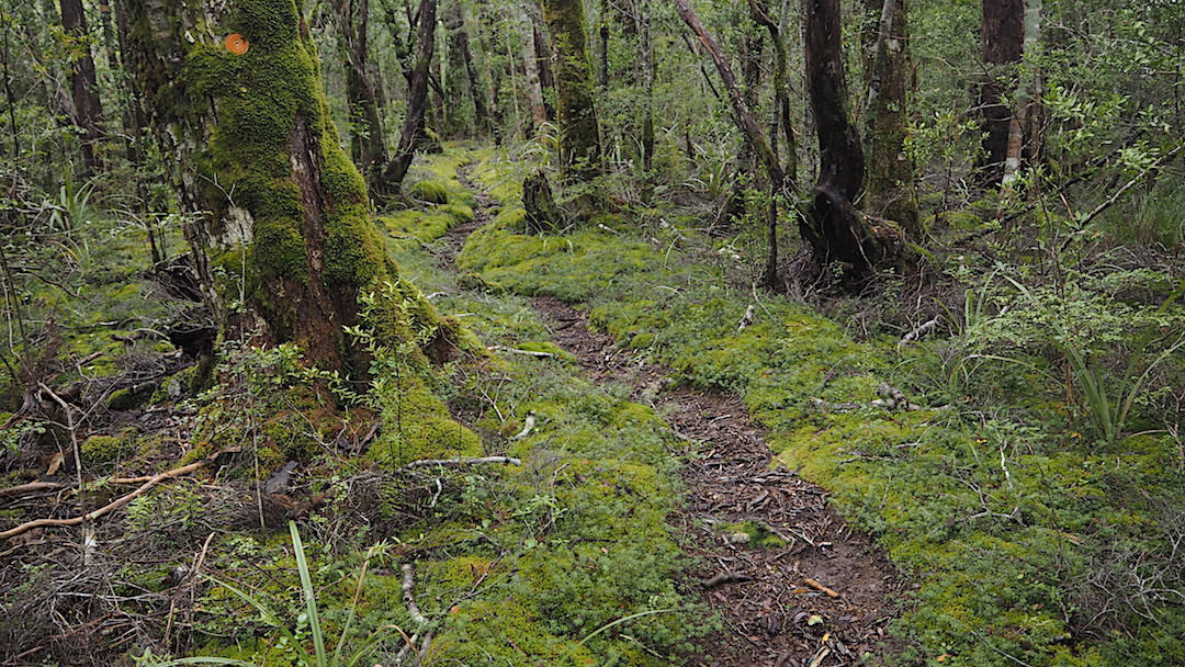 The track around 1000 m on the way to Awapoto Hut. Nice. | Abel Tasman Inland Track, Easter 2017