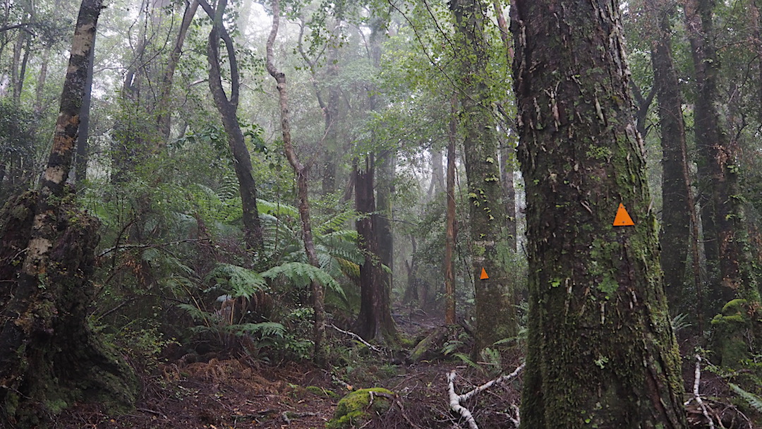 The climb up to Castle Rock Hut is through beech forest. | Inland Track, Abel Tasman National Park 