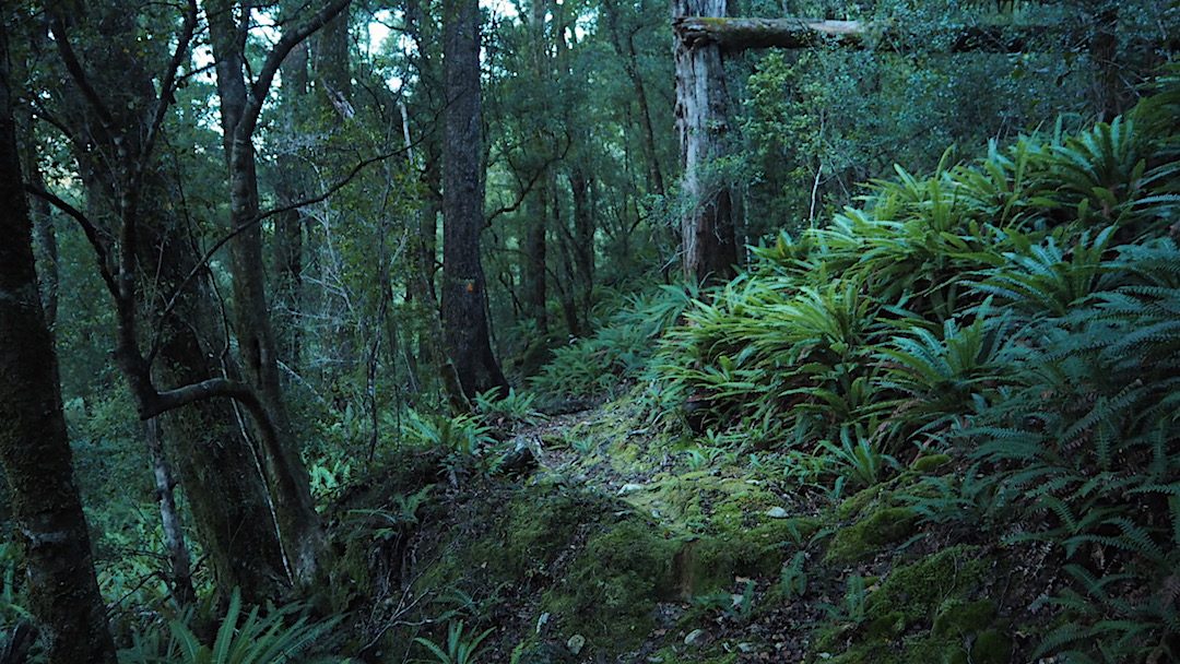 Much of the Pelorus River Track sidles high above the river. | Mt Fell, Richmond Forest Park Park, April 2017