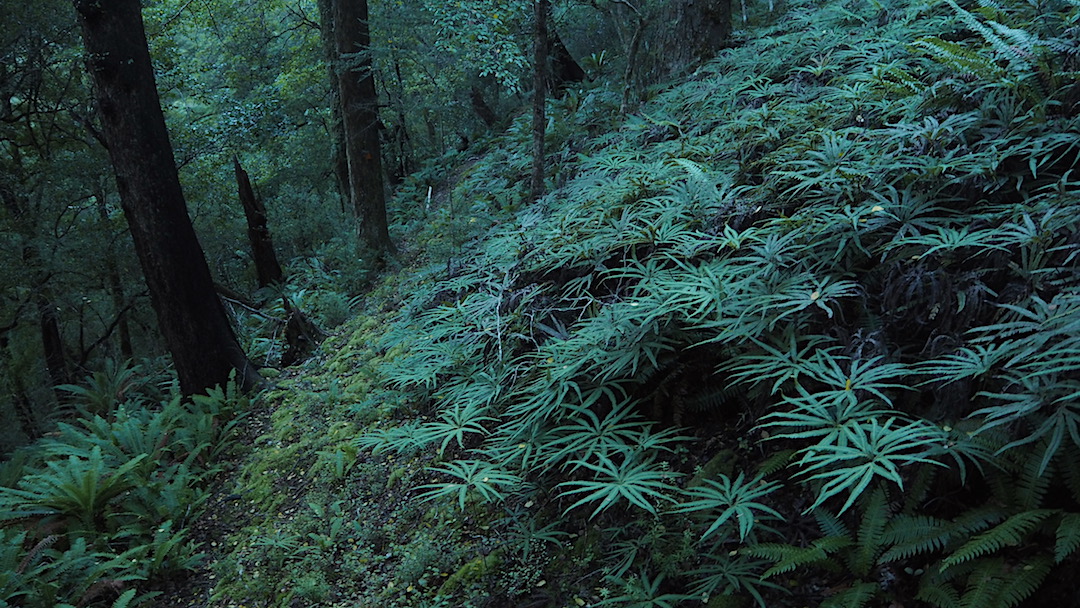 Ferns on the Pelorus Track. | Mt Richmond route, Mt Richmond Forest Park
