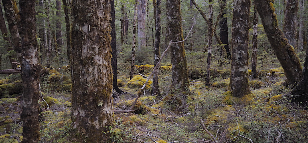 Typical beech forest near Lake Daniell. No track on the way to Point 1201. | Lake Daniell, Lewis Pass