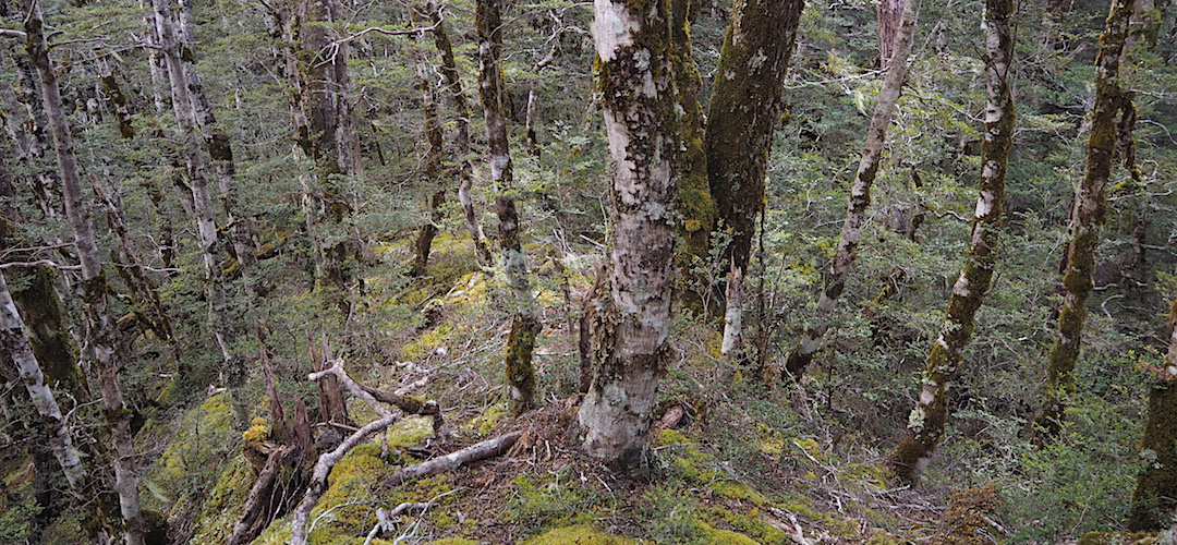 At least the ridge is clearly defined, even if no easy track exists. | Near Point 1201, Lake Daniell, Lewis Pass