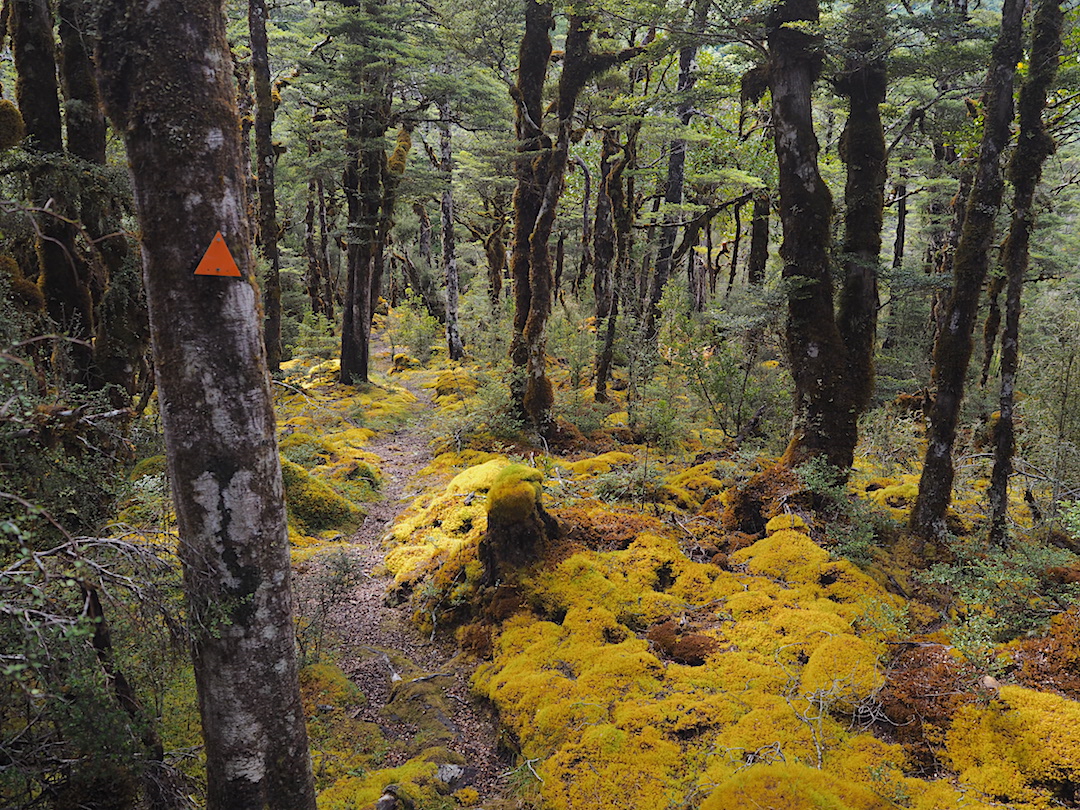 Moss and lichen forest. | On the way to Mackenzie Hut, Lake Sumner Forest Park