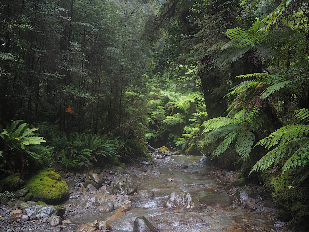 Creek or track. Yup, it's both. There is plenty of this. | On way to Stafford Bay, south of Jackson Bay