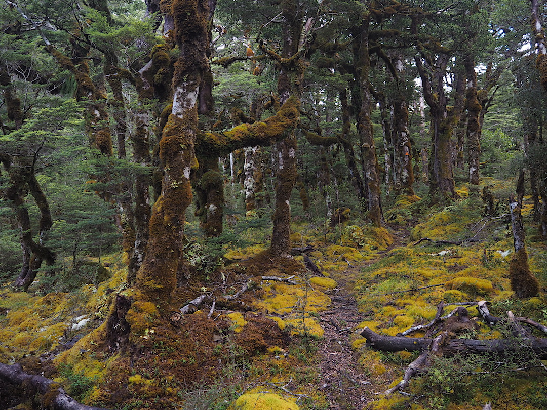 The track up to Mackenzie Hut is well marked but surprisingly few use it. Gorgeous as well.