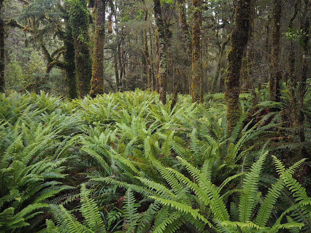 Just follow the trail markers through the chest high fern.