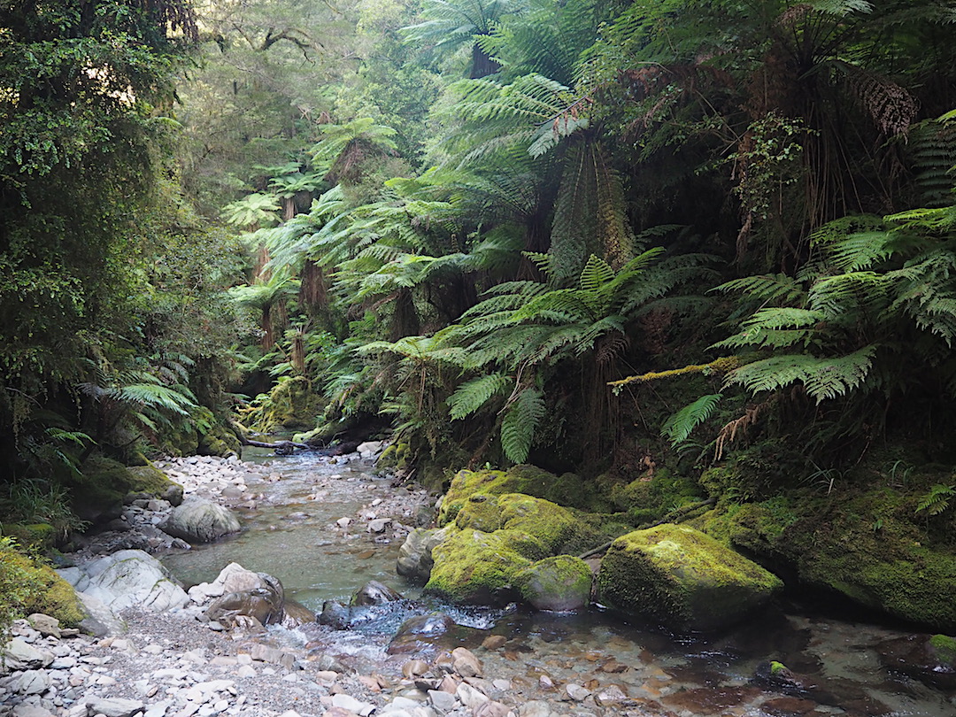 The trail marker just direct you down the creek. Magnificent West Coast bush around.
