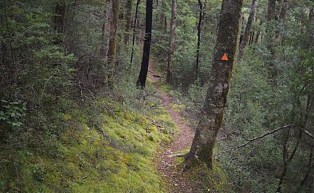 Forest between Lake Chalice and Mid Goulter Hut.  | Mt Richmond Forest Park circuit, April 2018