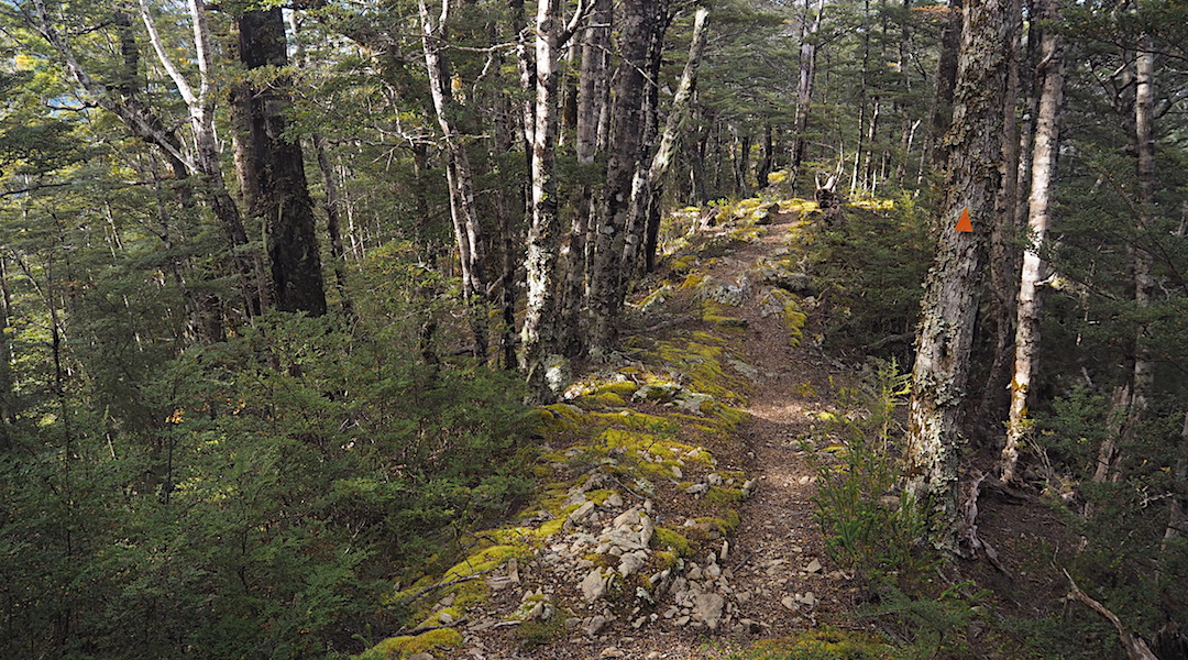 Forest coming down from Richmond Saddle Hut.  | Mt Richmond Forest Park circuit, April 2018