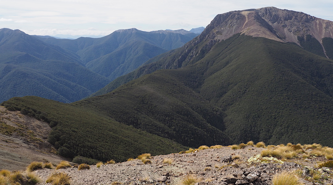 Mt Rintoul, 1731 m, from Purple Top. The Rintoul Hut is a speck. | Mt Richmond Forest Park circuit, April 2018