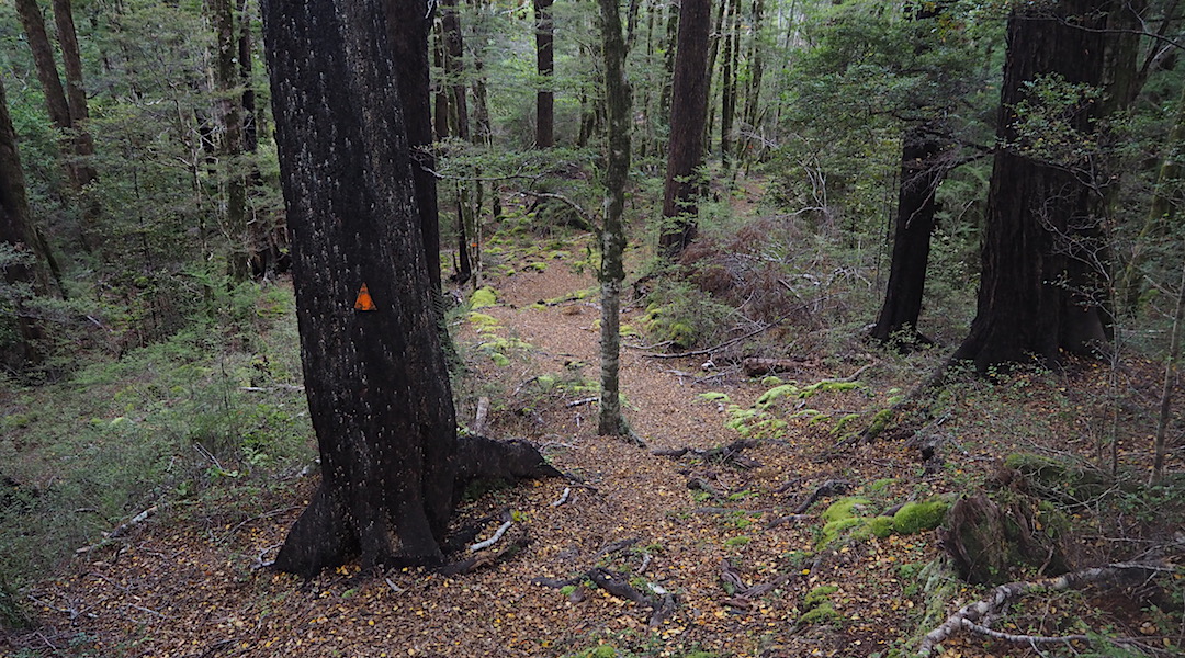 Red beech forest on the way down from Starveall Hut to Hacket Stream.  | Mt Richmond Forest Park circuit, April 2018