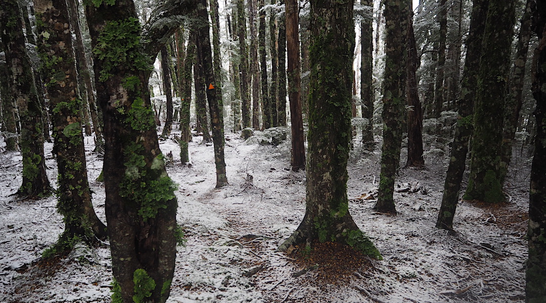 Snow in the forest at Old Man. | Mt Richmond Forest Park circuit, April 2018