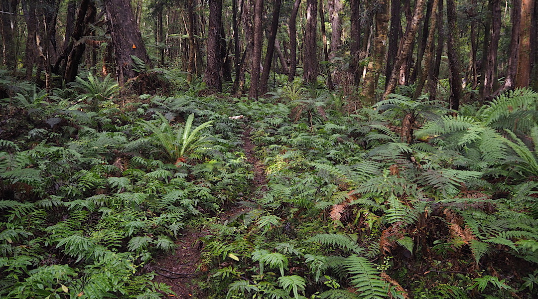 Plenty of walking like this. | South Coast Track, Southern Fiordland
