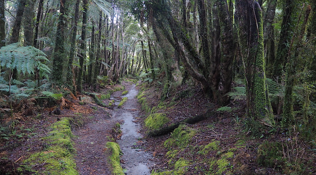 Much of the track is generally easy walking, but you can sense the dampness here. |  Copland Track, South Westland