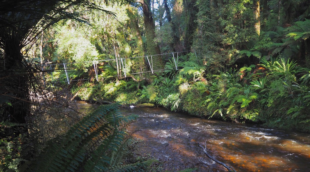 Only the one three-wire bridge to get across. Easier than you might think. | South Coast Track, South Fiordland
