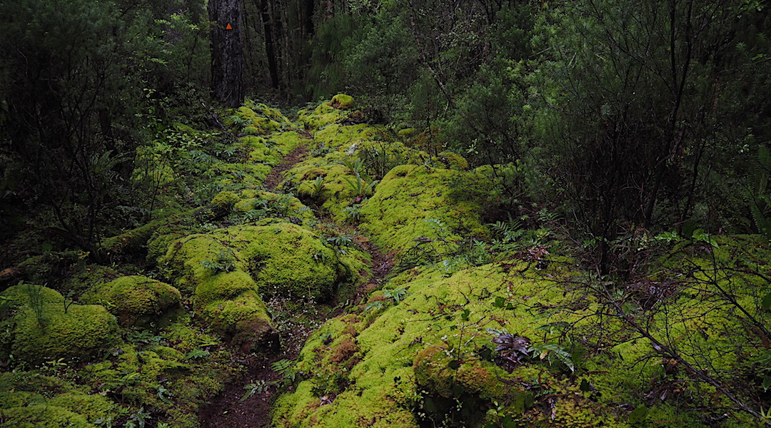 This is great track. Might be damp. | South Coast Track, Southern Fiordland