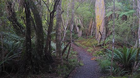 Fully manicured Great Walk track through rimu forest.  | Rakiura Track/North West Circuit, Stewart Island/Rakiura