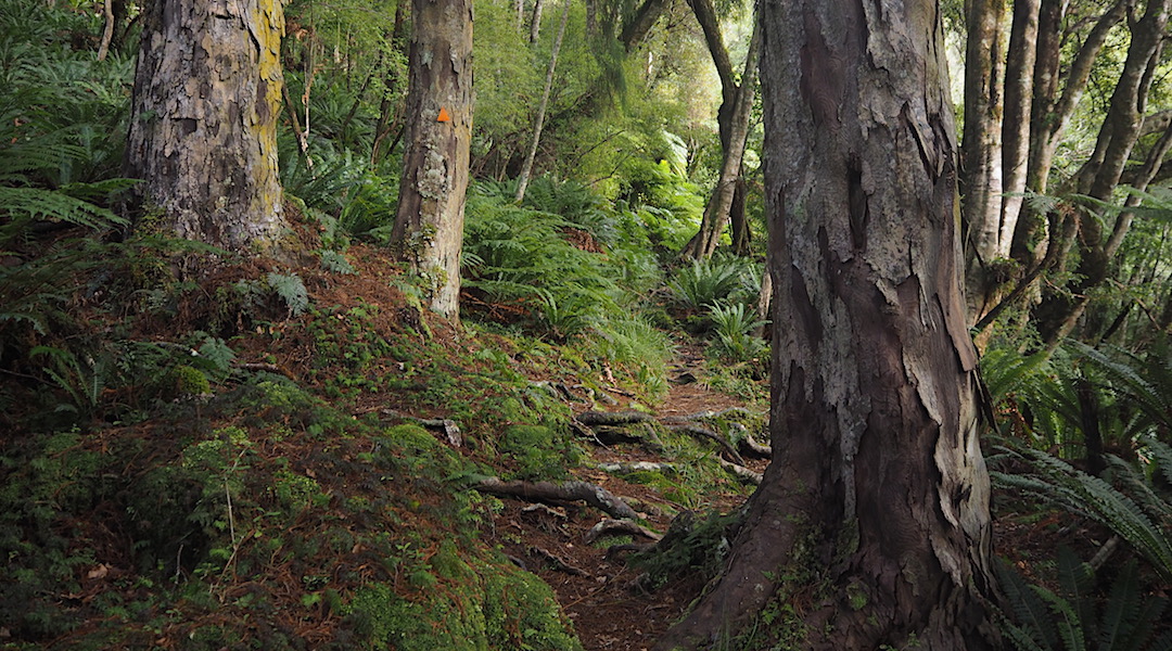 The east side of Rakiura has plenty of walking through rimu forest.  |  North West Circuit, Stewart Island/Rakiura