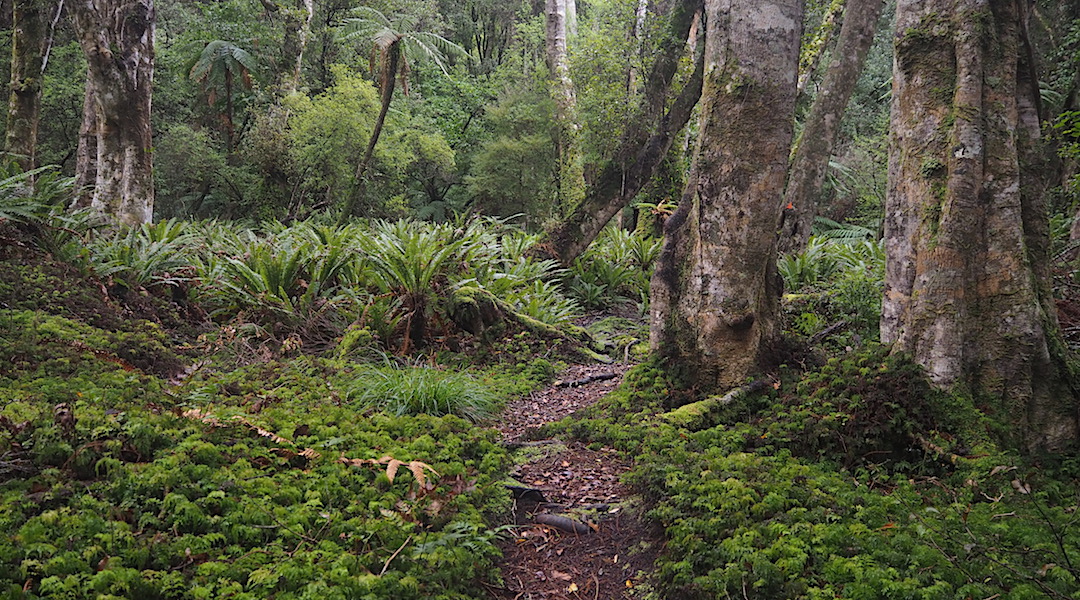 Ain't that a forest track to have to yourself for the next 10 days.  |  North West Circuit, Stewart Island/Rakiura