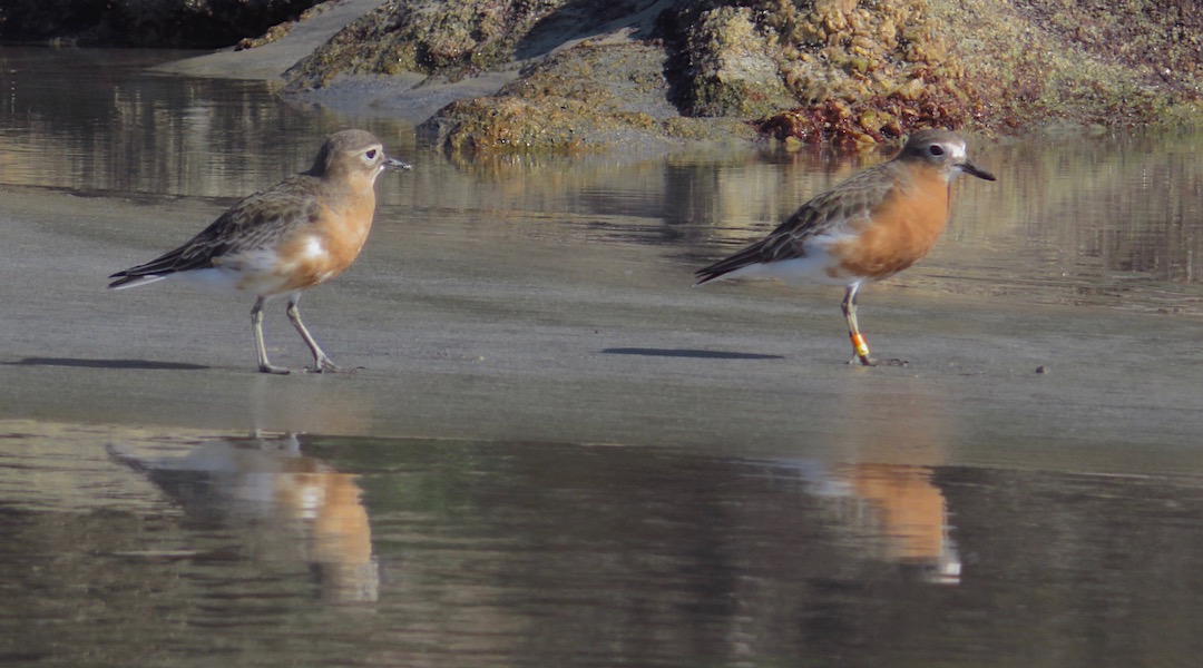 Critically endangered NZ southern dotterels on Doughboy Beach. |  Southern Circuit, Stewart Island/Rakiura
