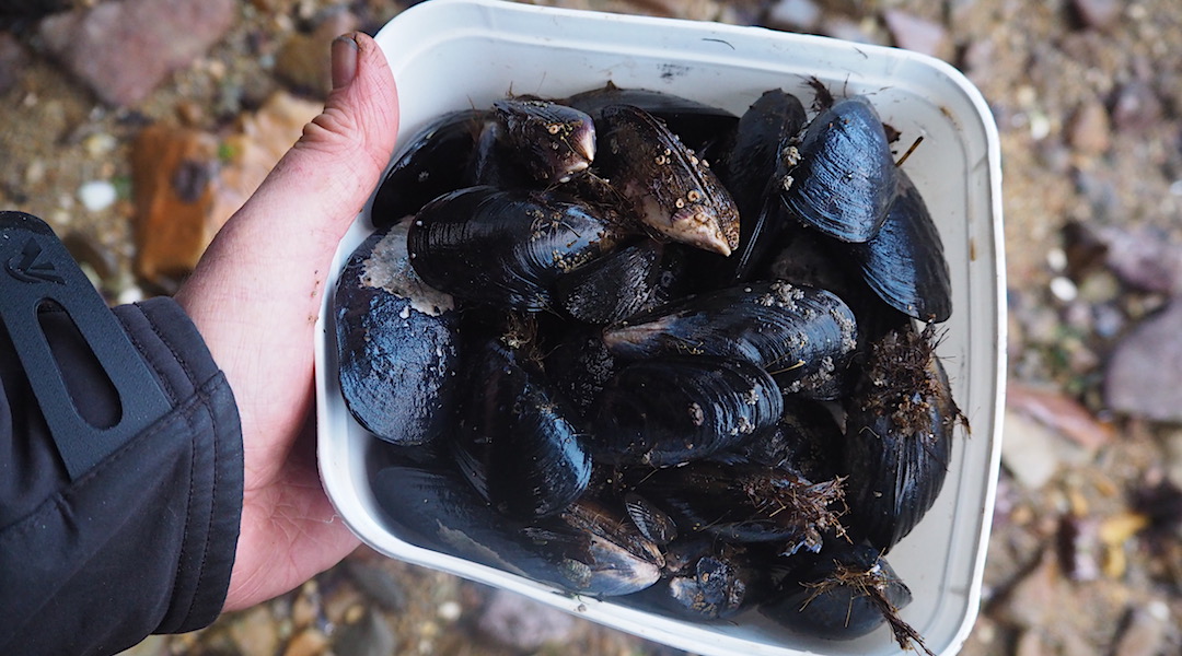 Dinnertime at Freds Camp. The blue mussel entree is near the front door at low tide. |  Southern Circuit, Stewart Island/Rakiura