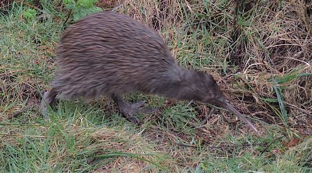 Those kiwis don't slow down. This one was out and about at Long Harry Hut.  |  North west Circuit, Stewart Island/Rakiura