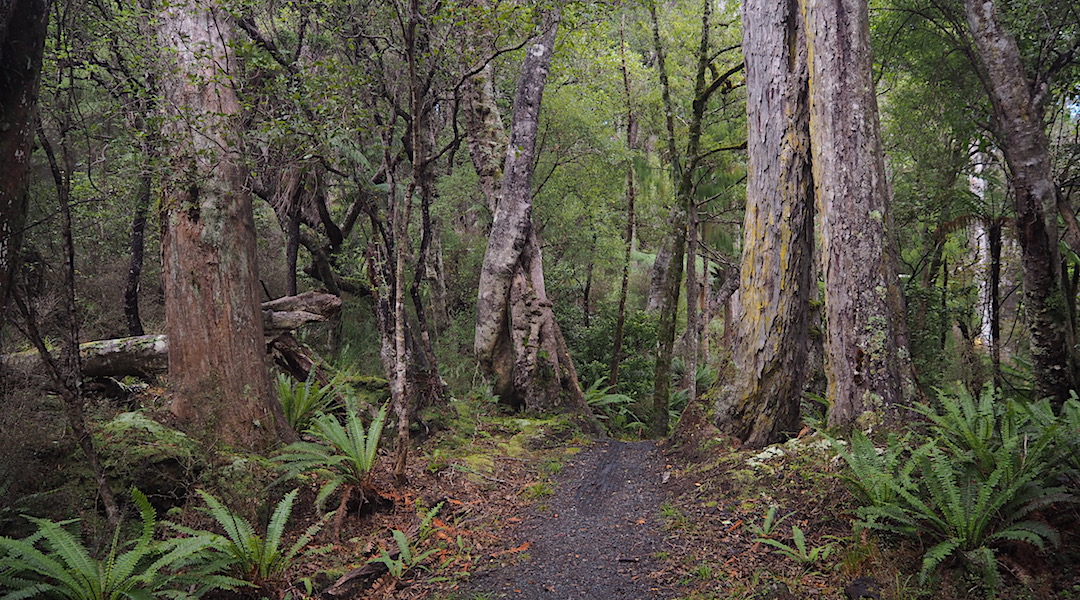 The last day was walking out to civilisation on the easy track.  |  Rakiura/North west Circuit, Stewart Island/Rakiura