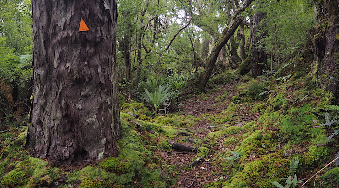 Typical rimu forest, and a great bit of track.  | North west Circuit, Stewart Island/Rakiura